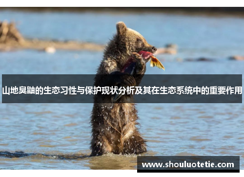 山地臭鼬的生态习性与保护现状分析及其在生态系统中的重要作用 山地臭鼬的生态习性与保护现状分析及其在生态系统中的重要作用